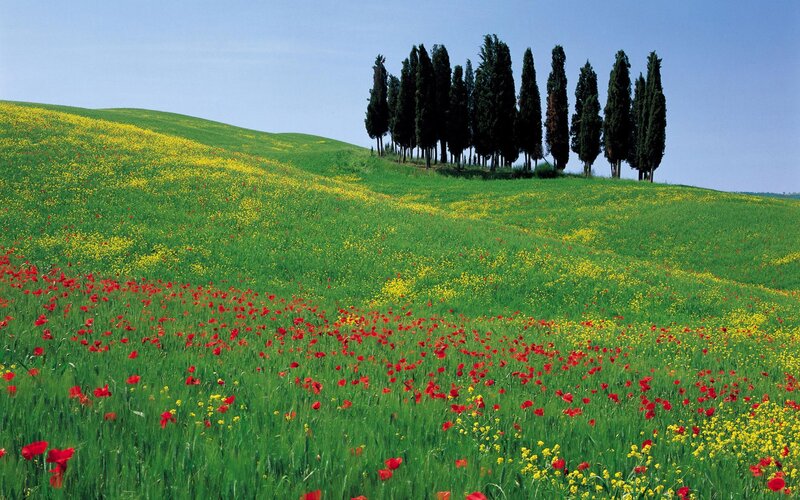 Tuscan hill with cypress trees