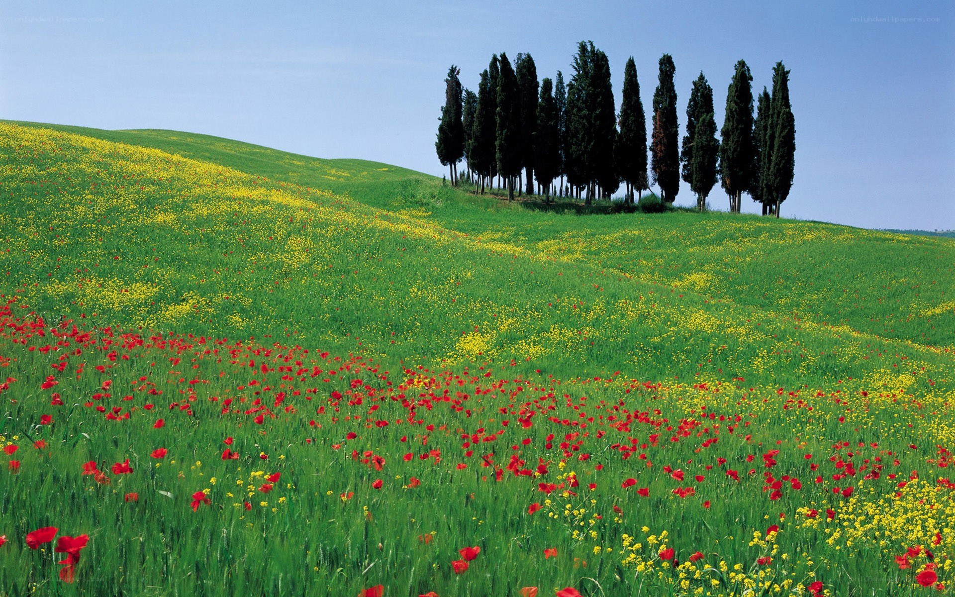 Tuscan hill with cypress trees