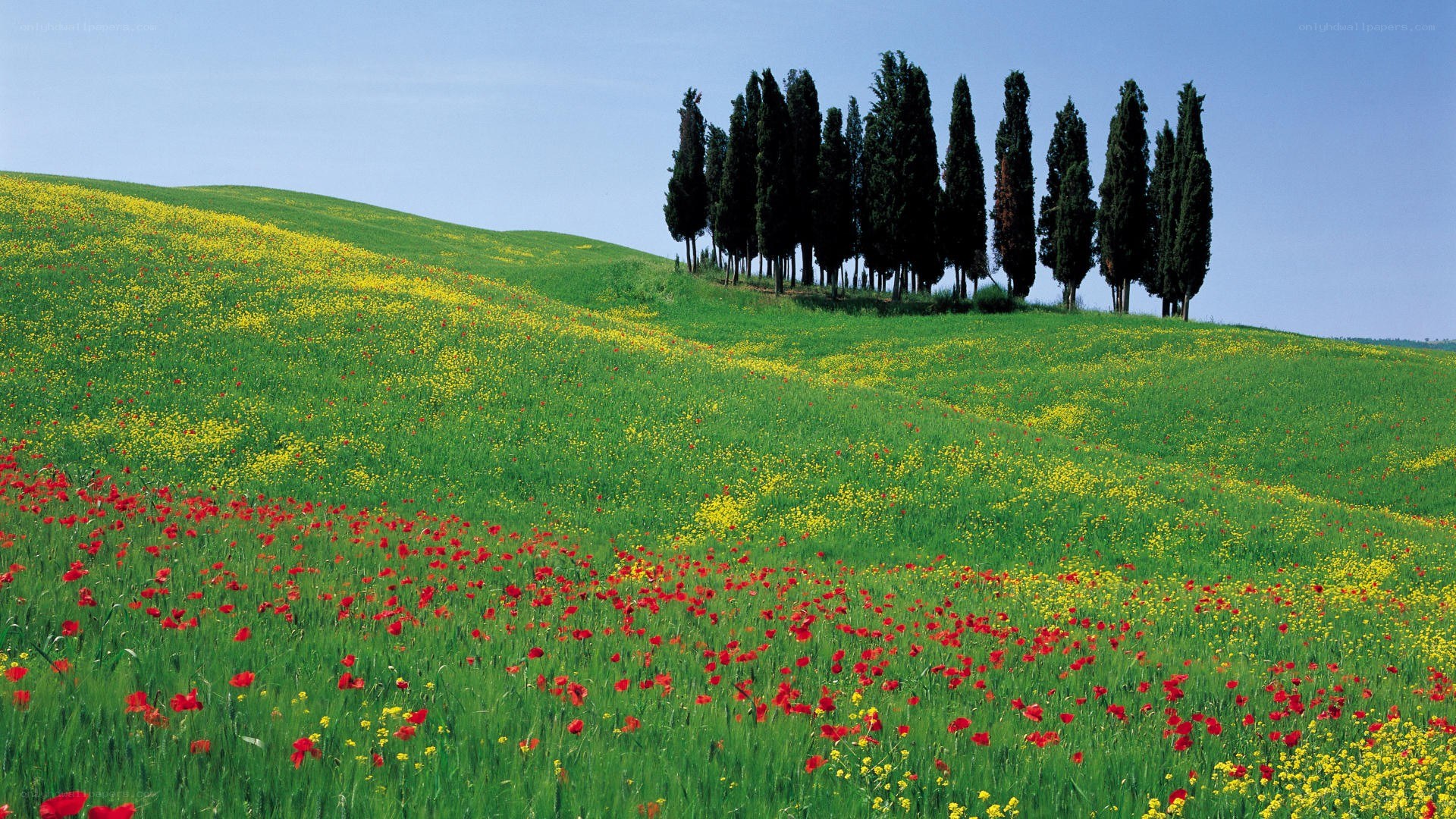 Tuscan hills with cypress trees