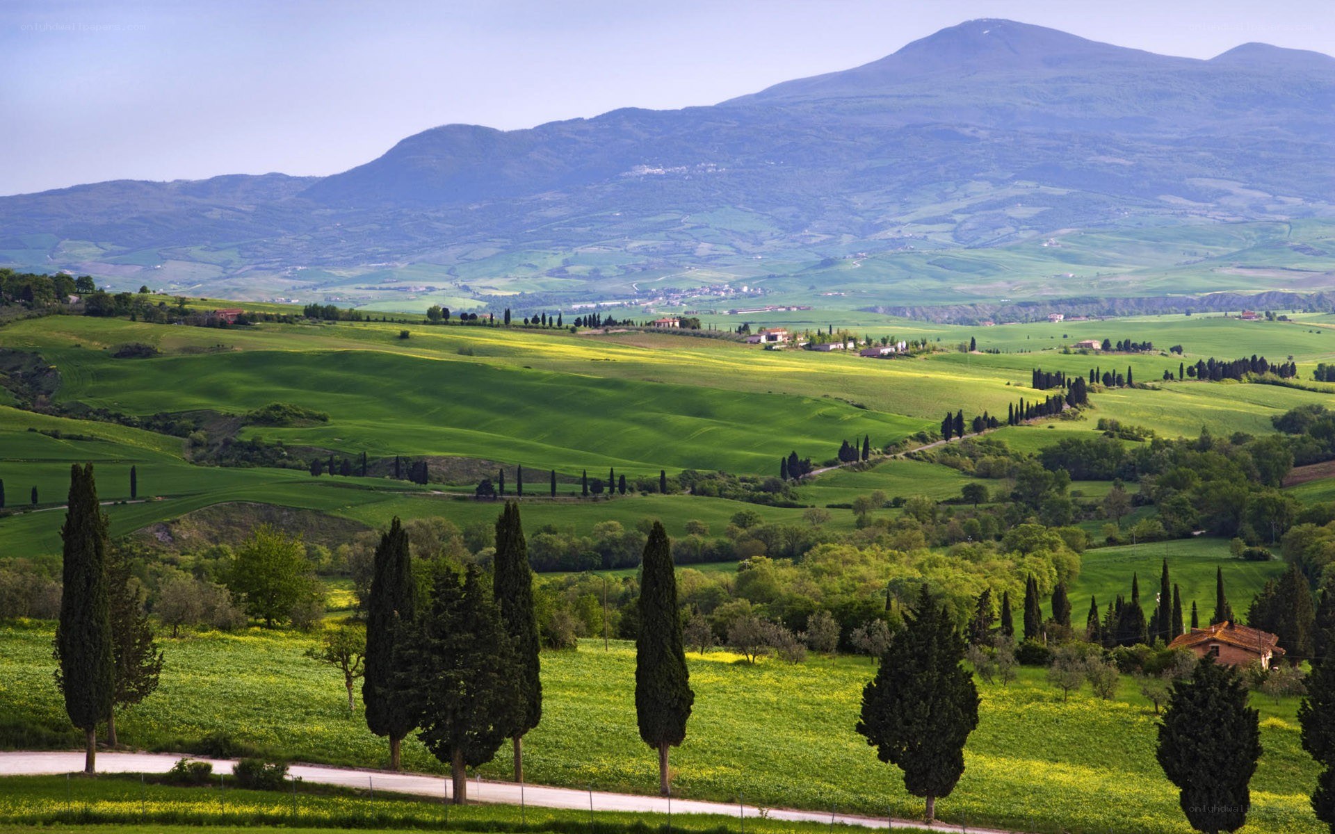 Tuscan hills with cypress trees