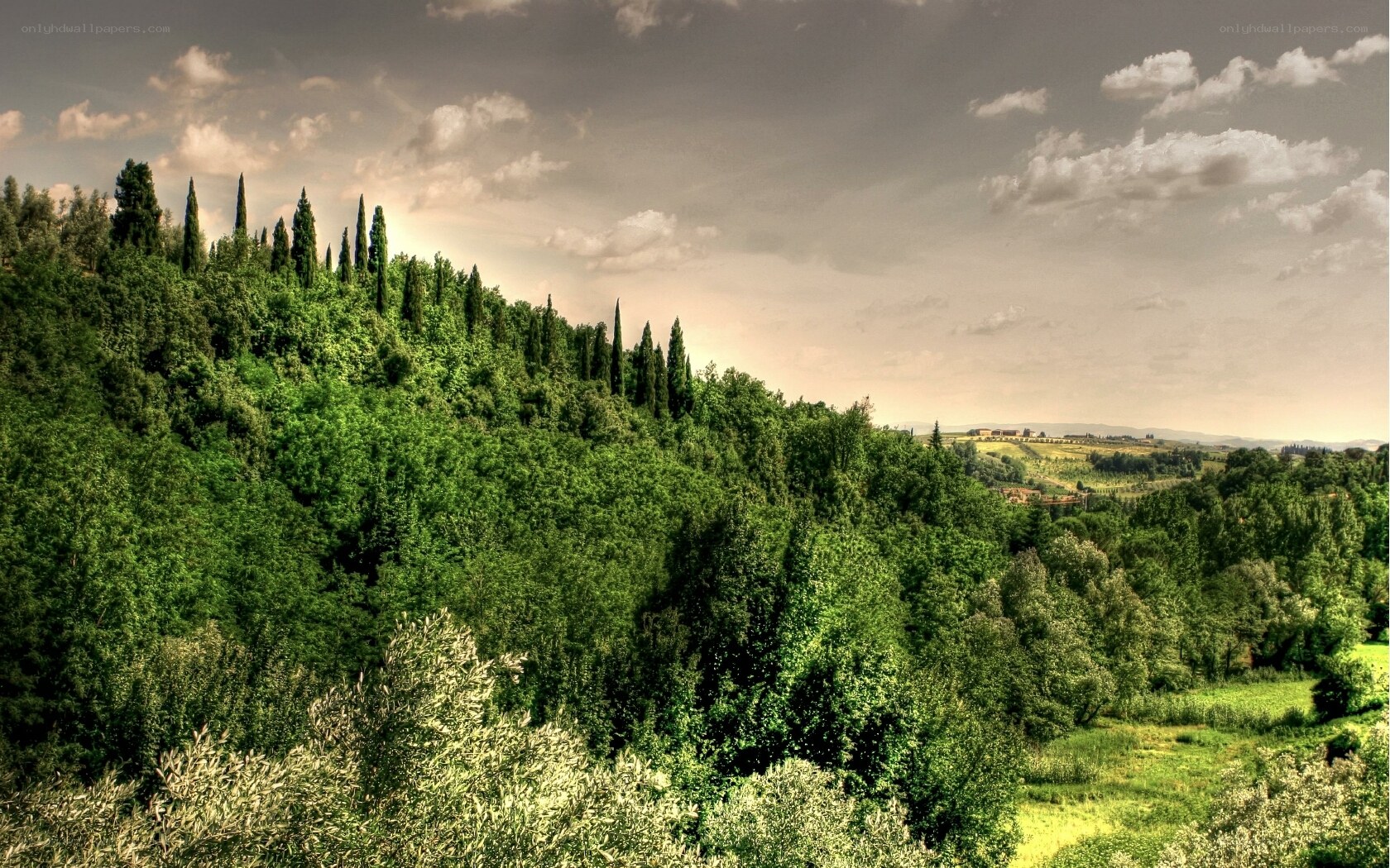 Tuscan hills with cypress trees