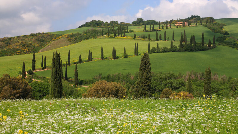 Tuscan Hills with Cypress Trees — Green, Serene