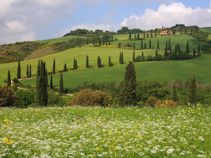 Tuscan Hills with Cypress Trees — Green