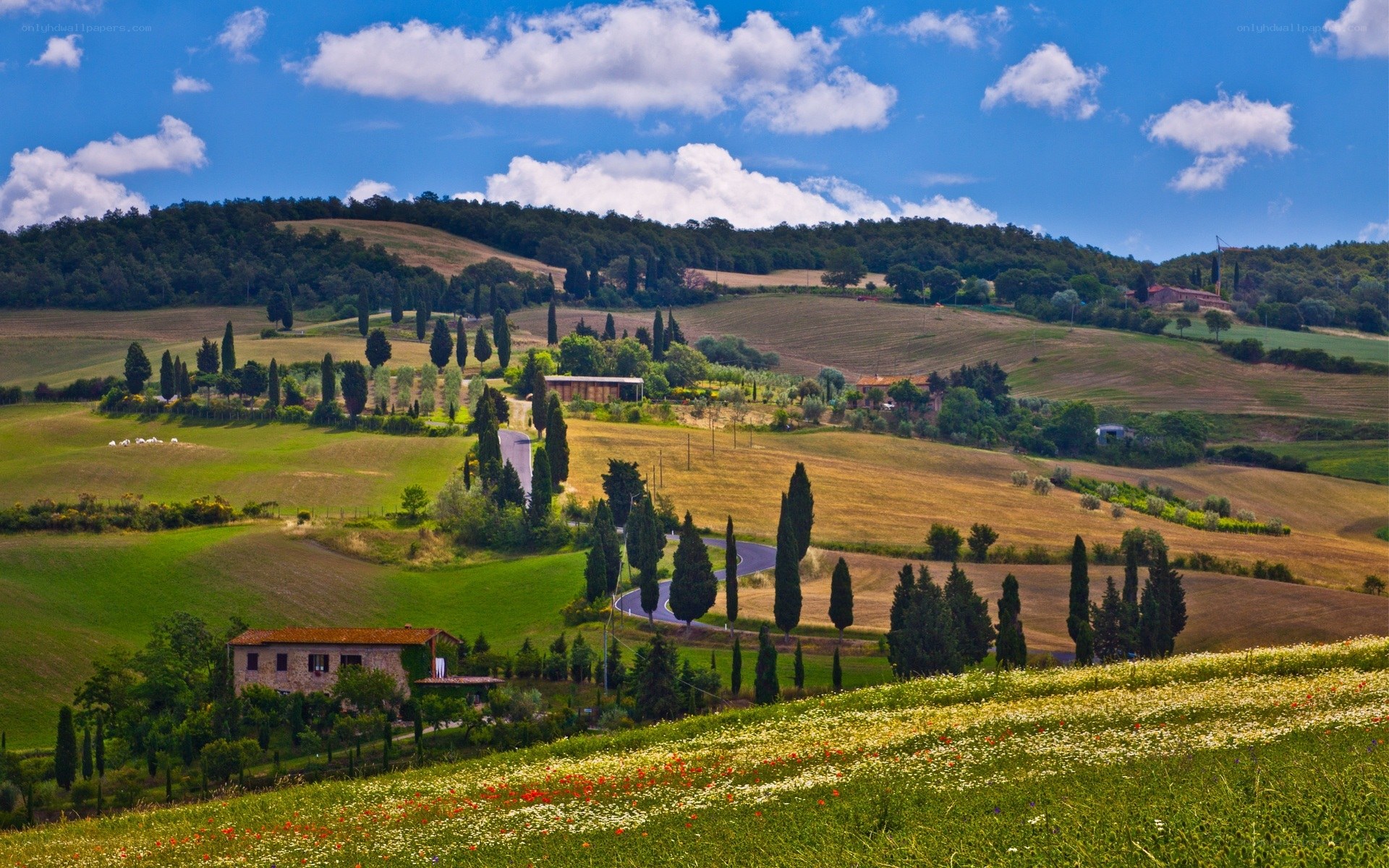 Tuscan hills with cypress trees