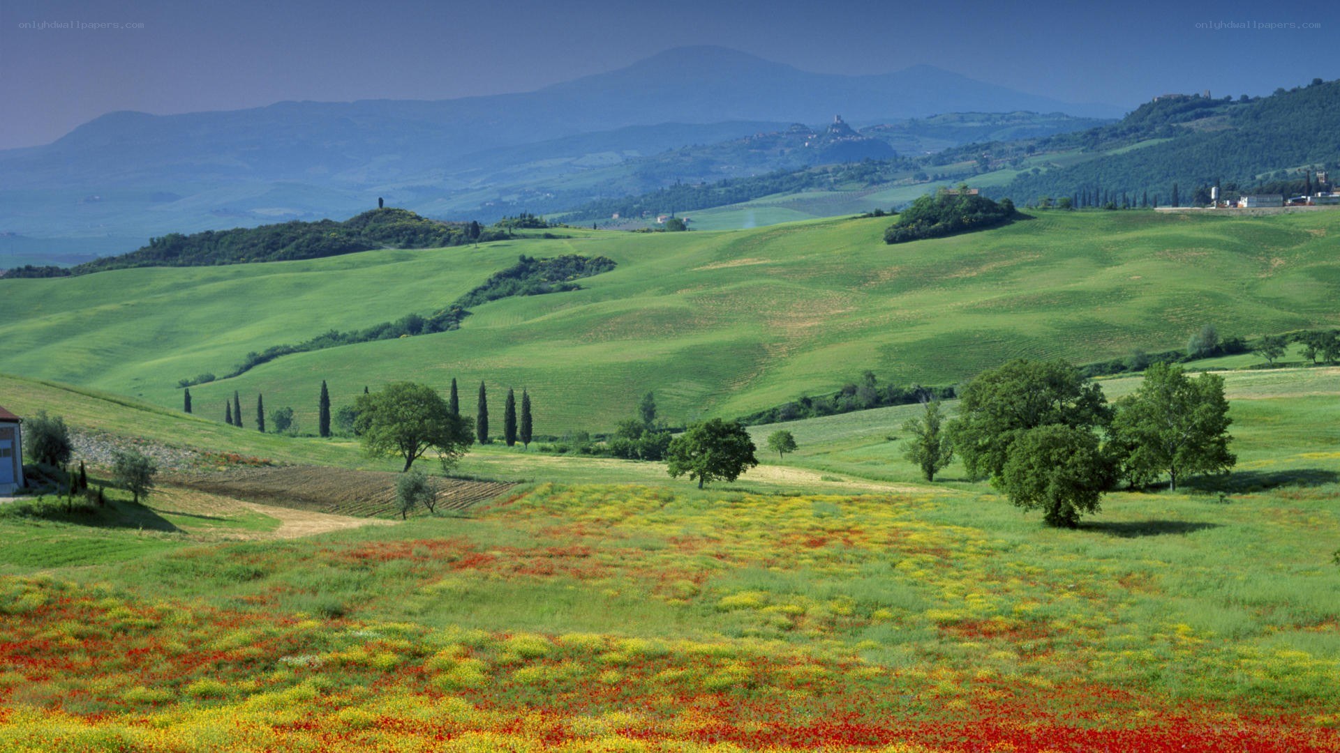 Tuscan hills with wildflowers