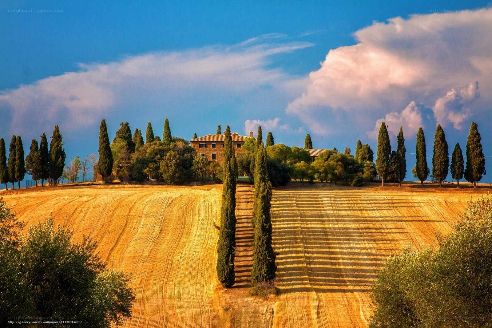 Tuscan landscape with cypress trees