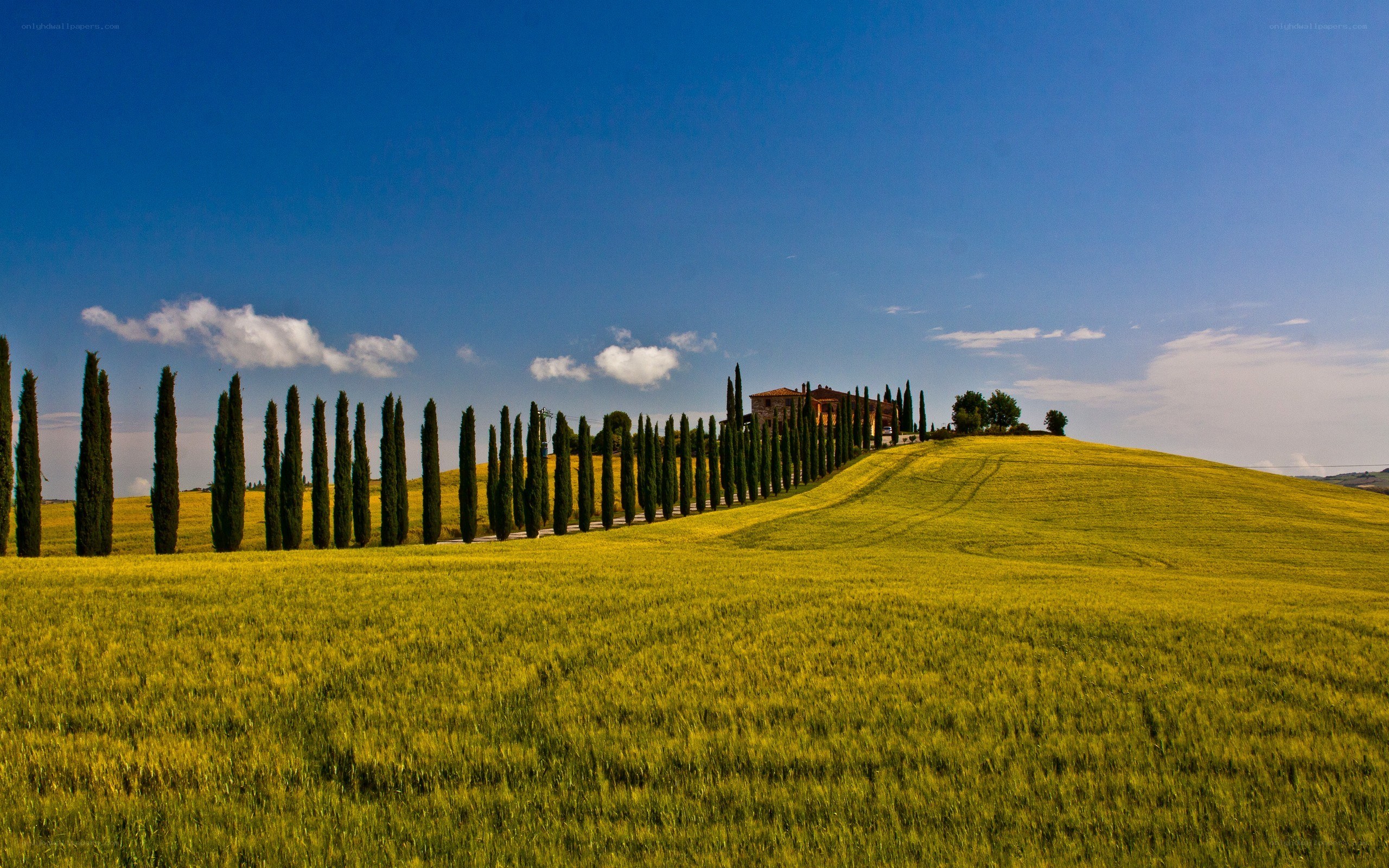 Tuscan landscape with cypress trees
