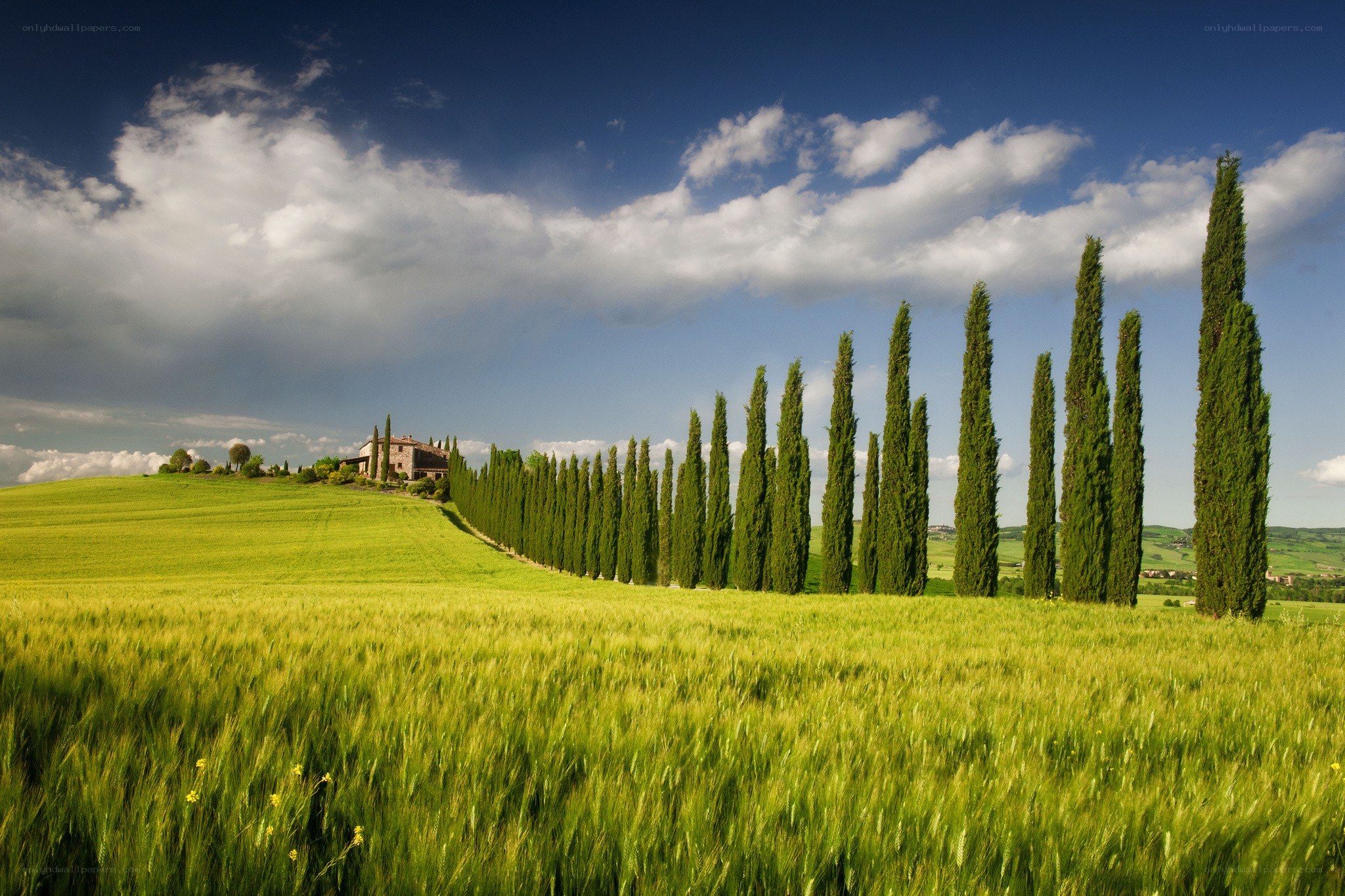 Tuscan landscape with cypress trees