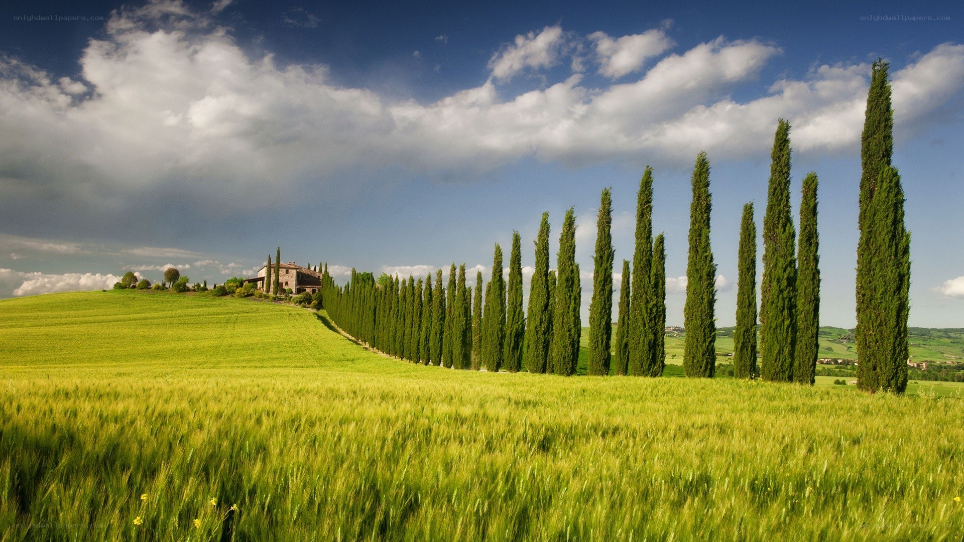 Tuscan landscape with cypress trees