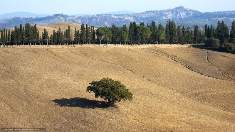Tuscan landscape with lone tree