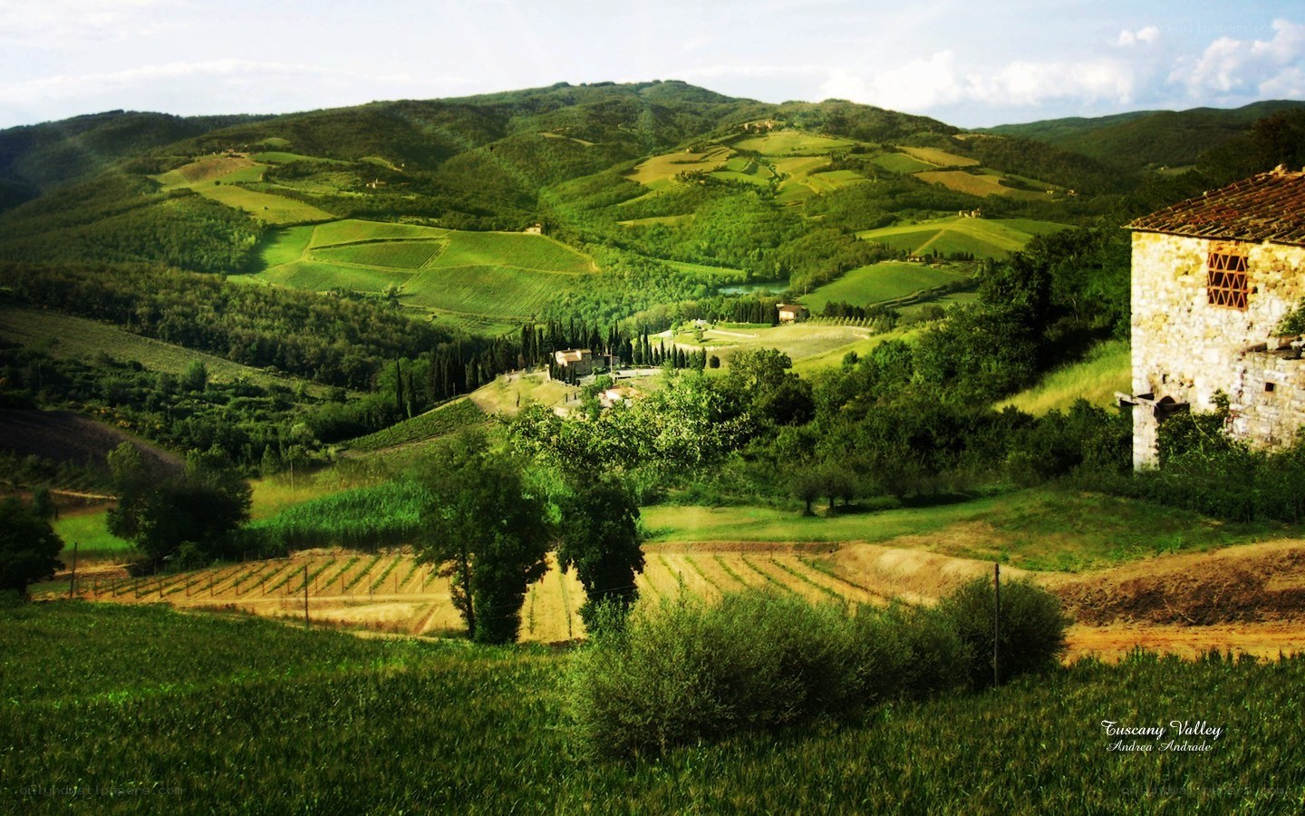 Tuscan landscape with vineyards