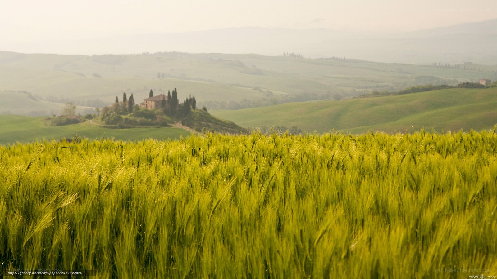 Tuscan landscape with wheat field