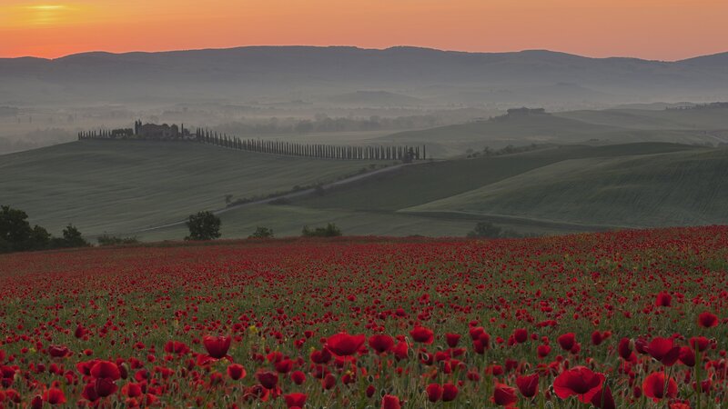 Tuscan poppy field at sunrise