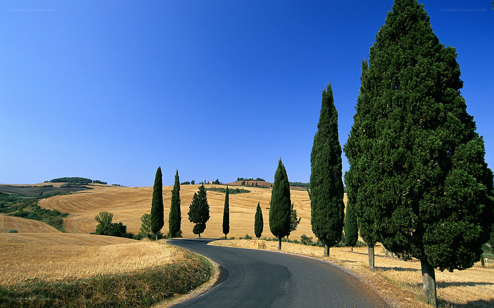 Tuscan road with cypress trees