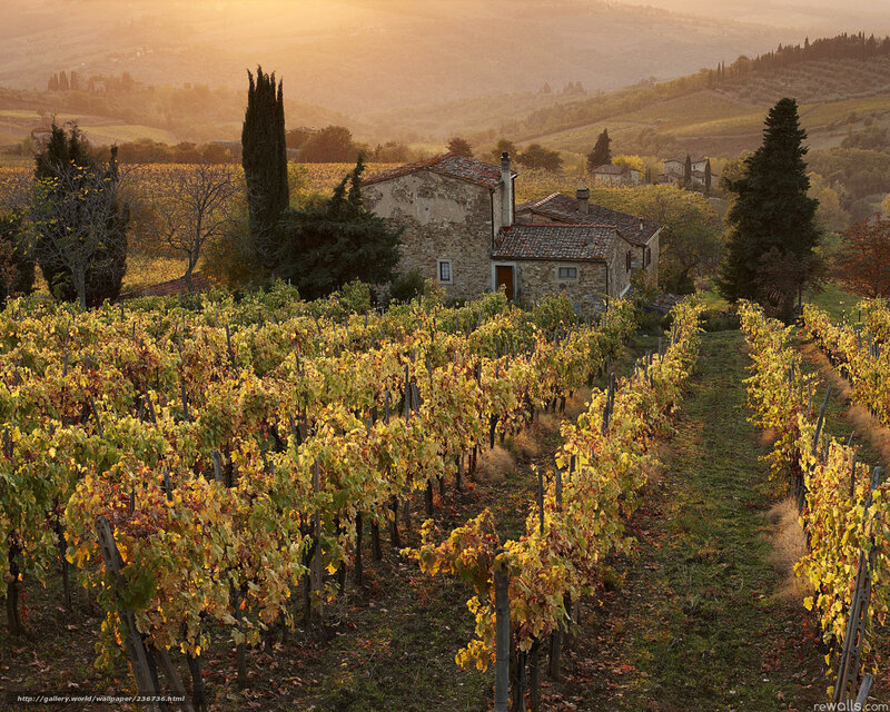 Tuscan vineyard at sunset