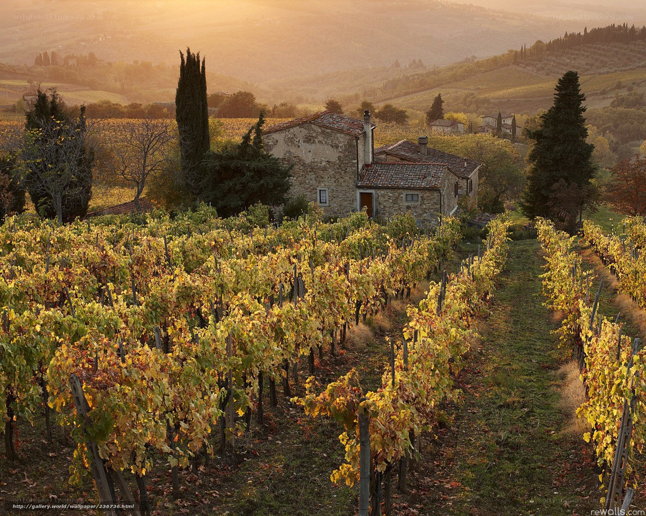 Tuscan vineyard at sunset