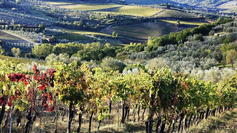 Tuscan vineyards in autumn