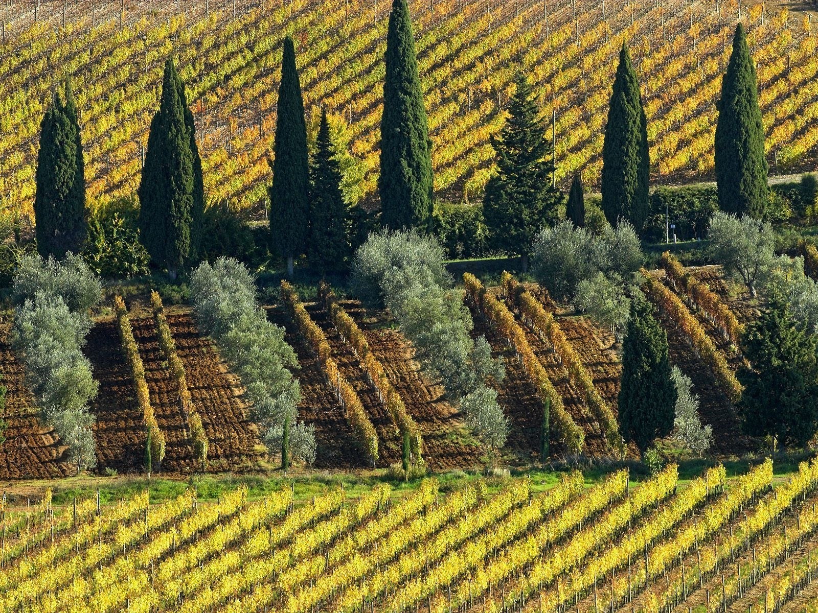 Tuscan vineyards in autumn