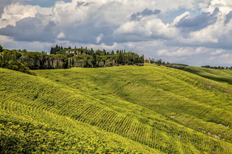 Tuscan vineyards under cloudy sky