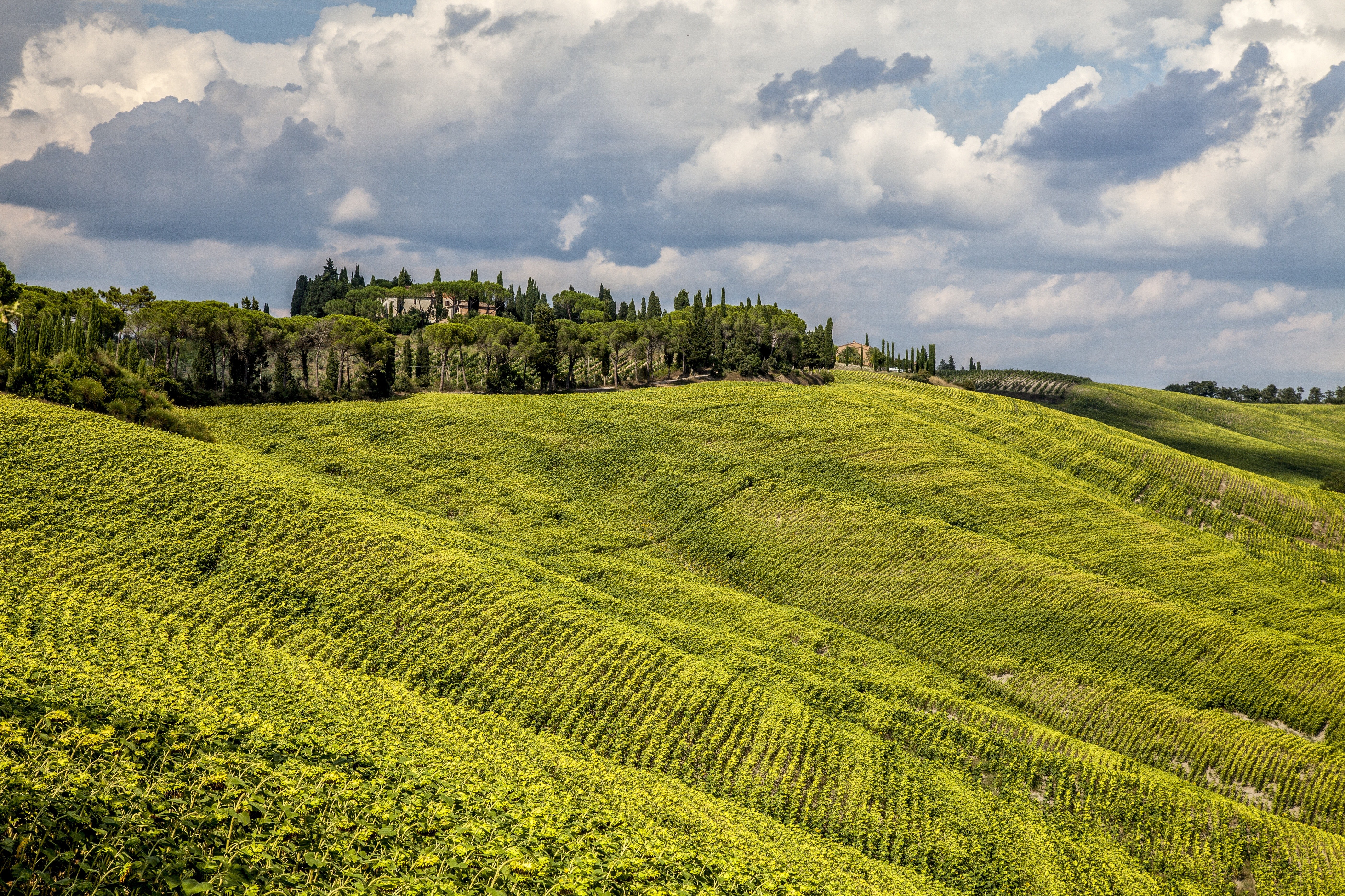 Tuscan vineyards under cloudy sky