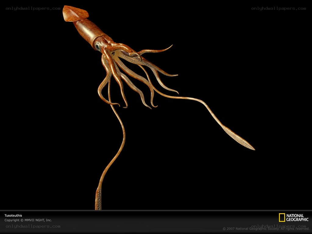 Tusoteuthis fossil reconstruction