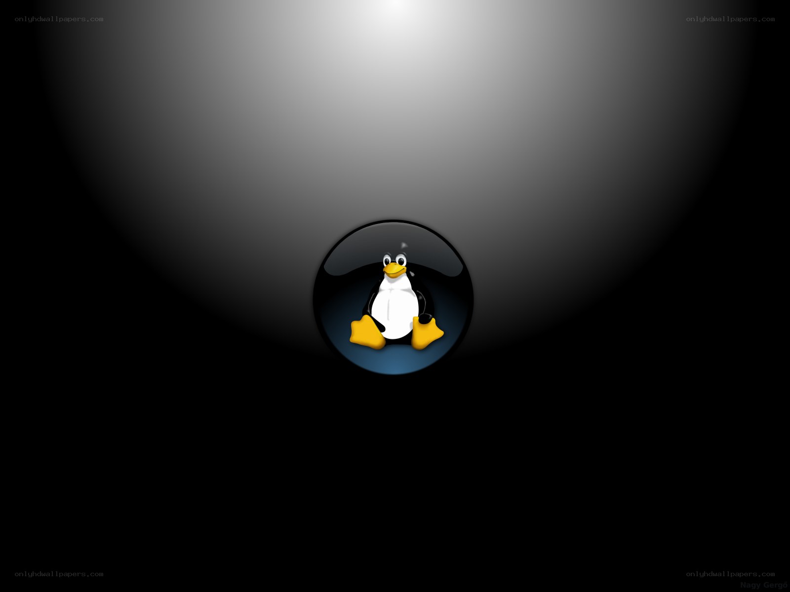 Tux penguin in spotlight