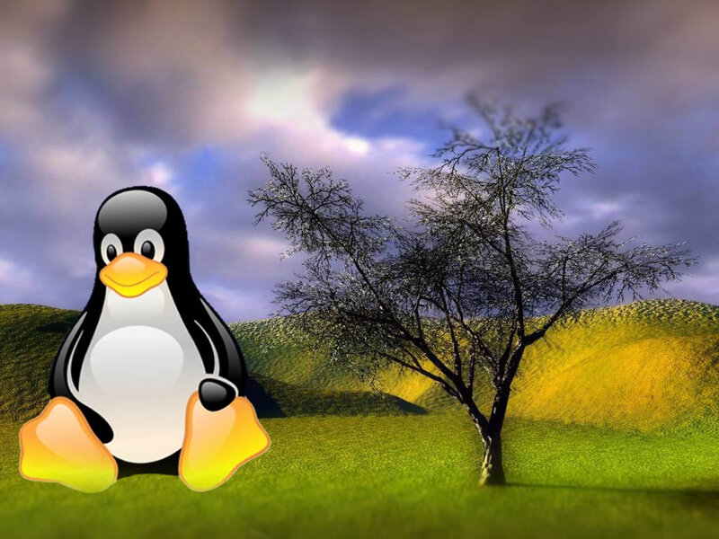 Tux the penguin in a field