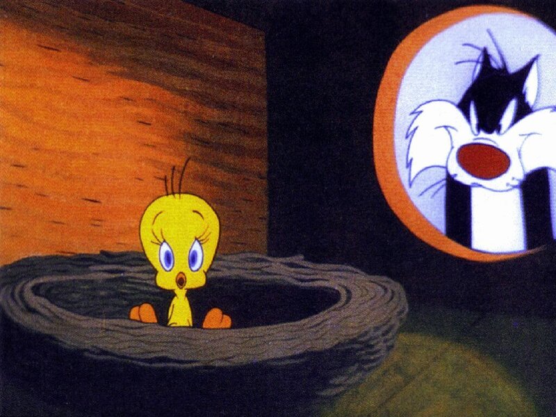 Tweety in a nest