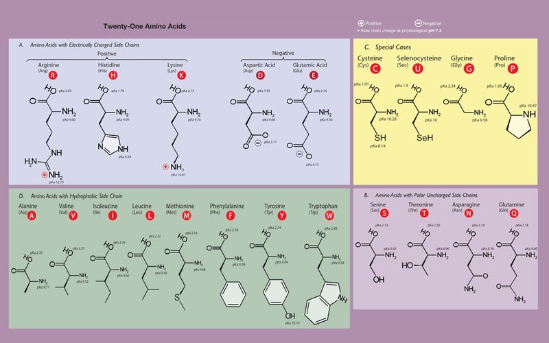Twenty-One Amino Acids Chart