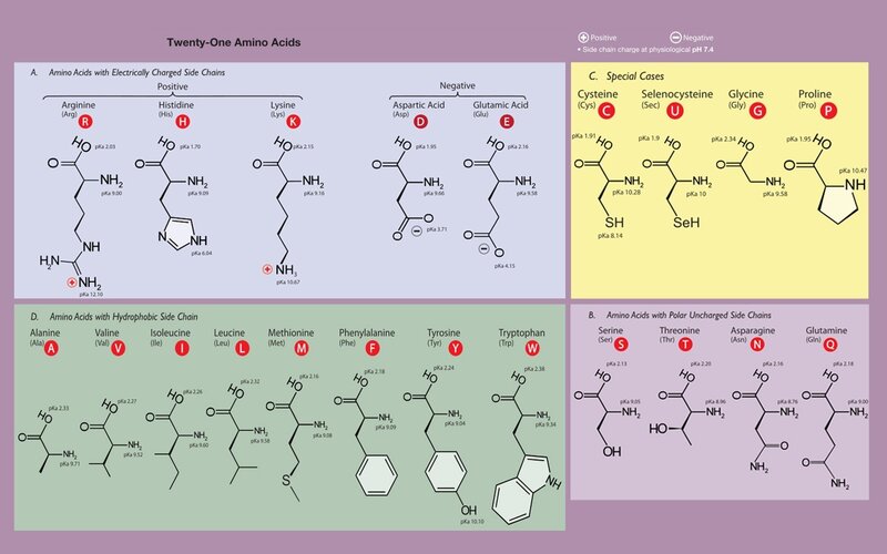 Twenty-one Amino Acids