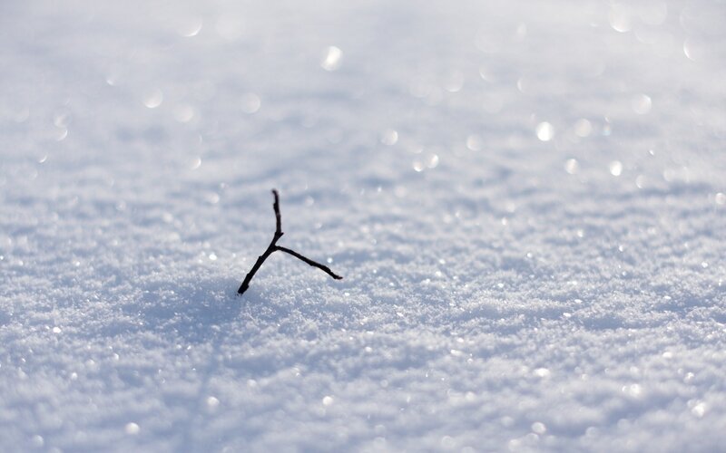 Twig in the snow