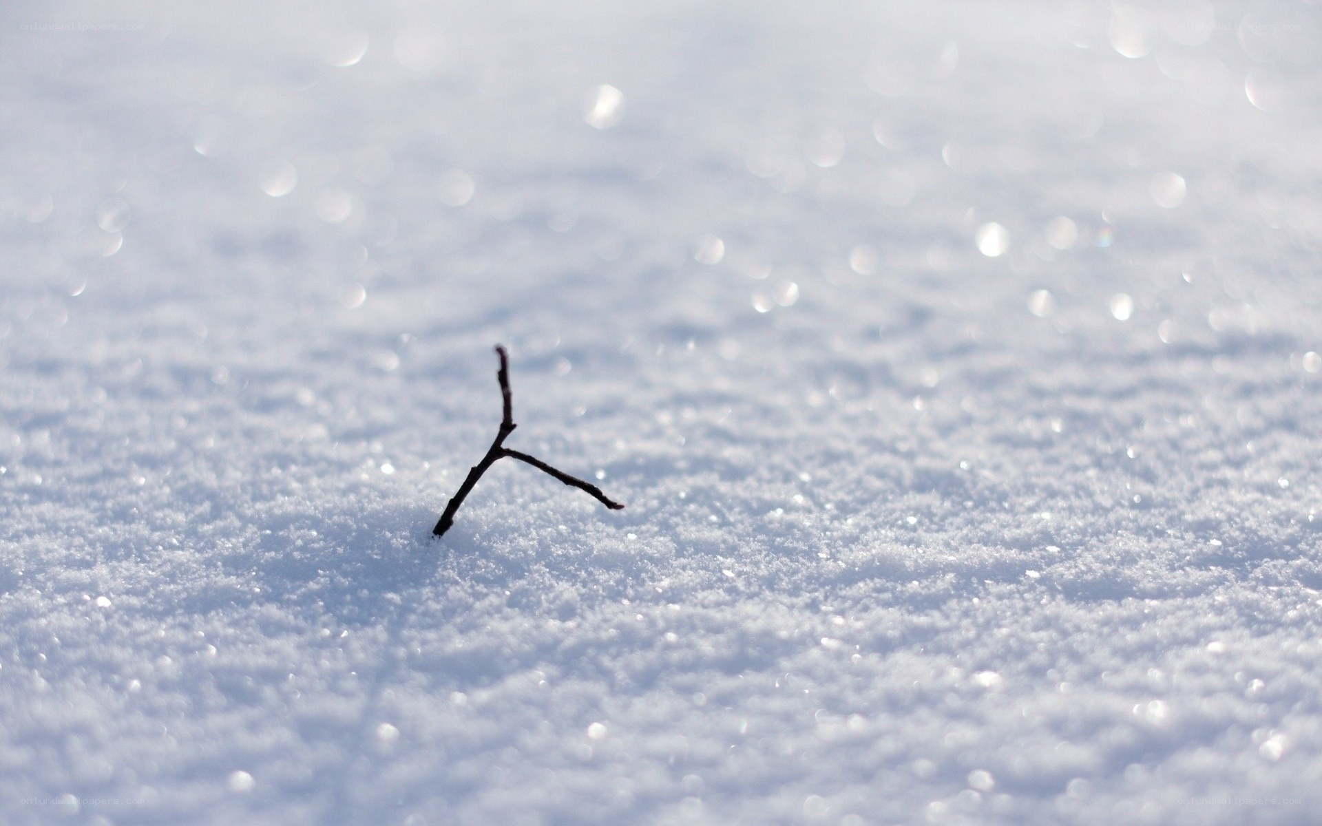 Twig in the snow