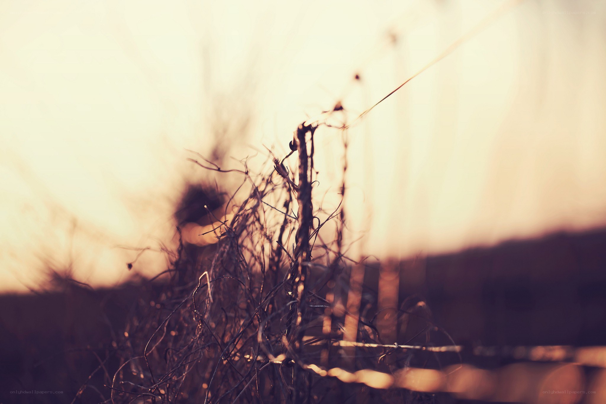 Twigs in golden light