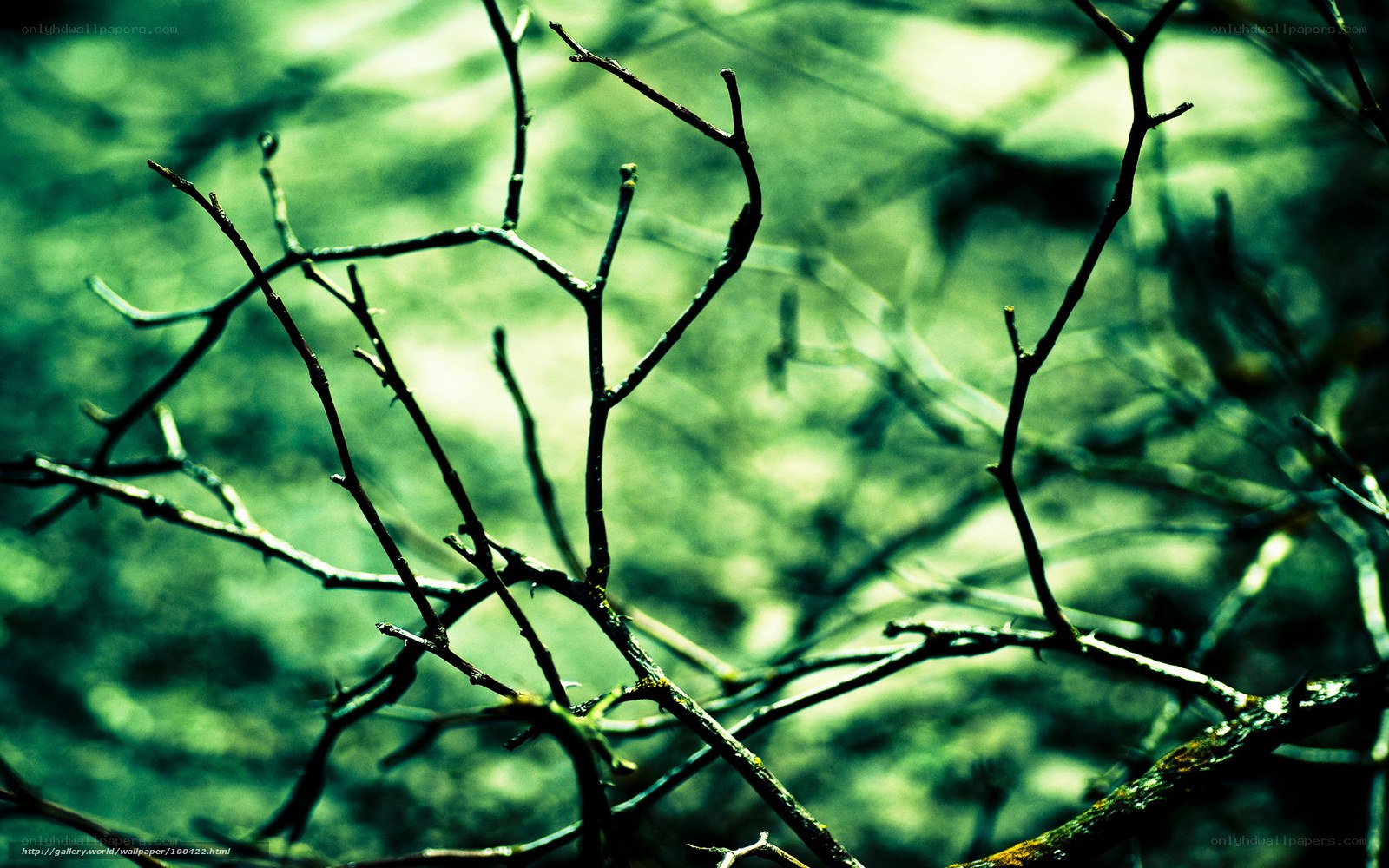 Twigs in green light
