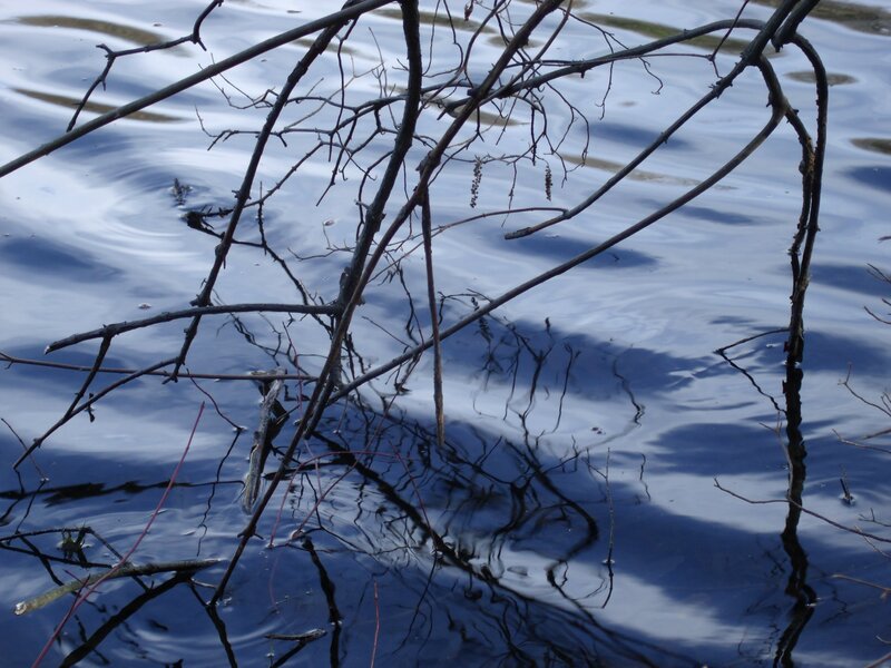 Twigs in Water