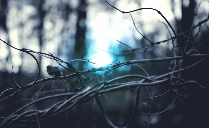 Twigs with blue light in forest