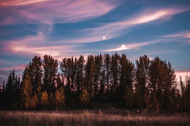 Twilight sky with moon and trees