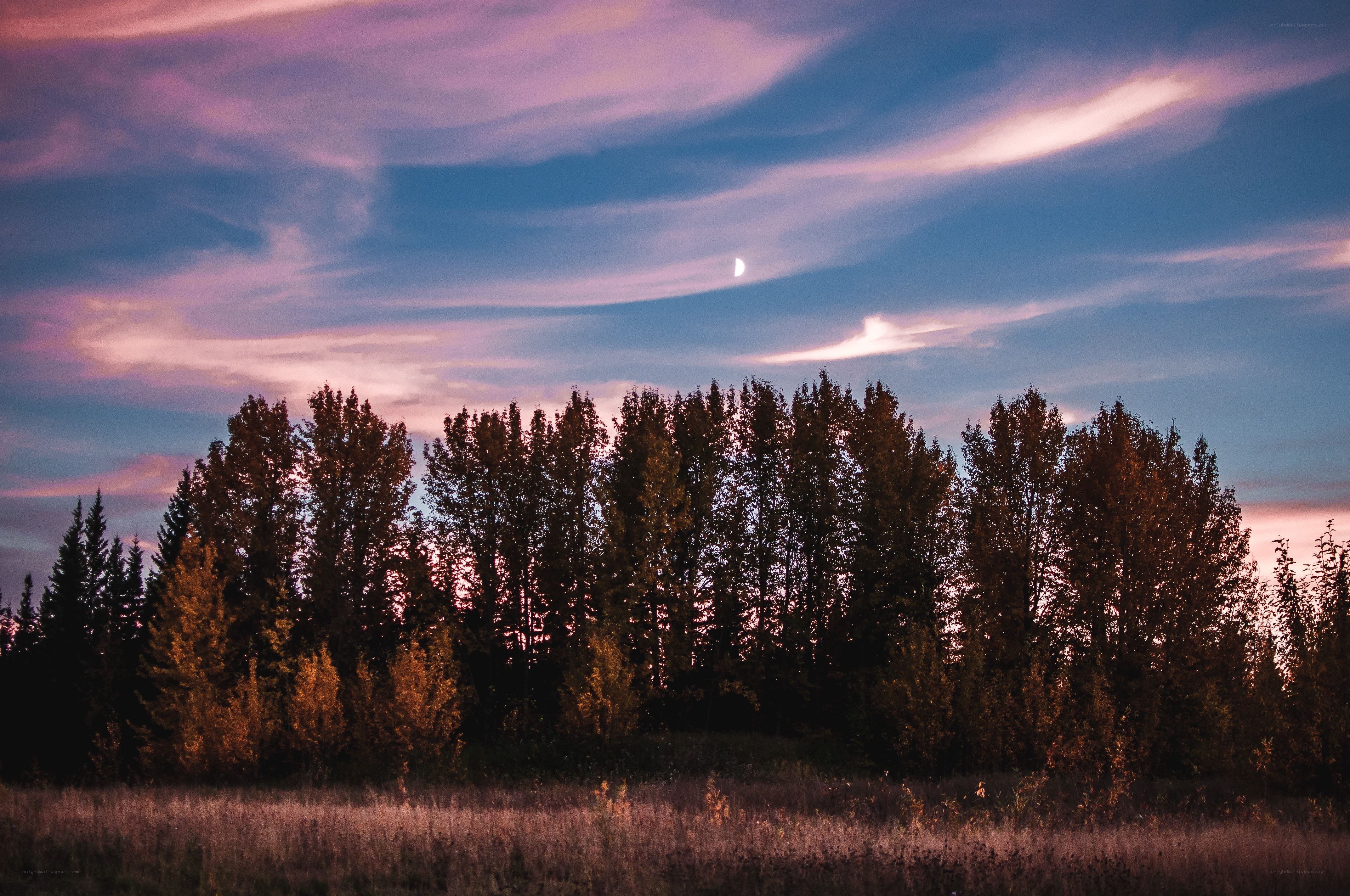 Twilight sky with moon and trees