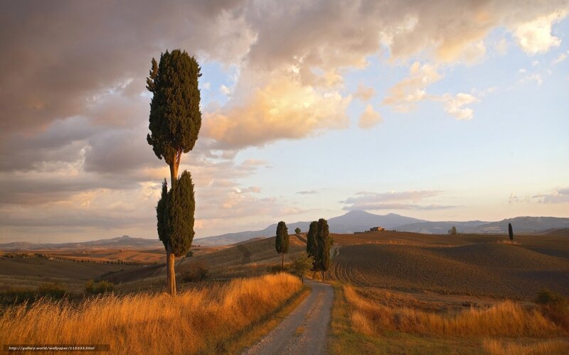 Twin Cypress Trees