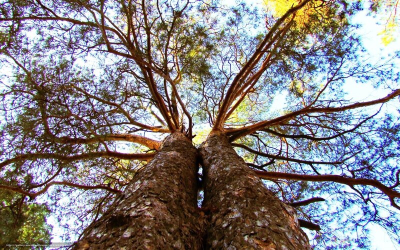 twin trees reaching sky