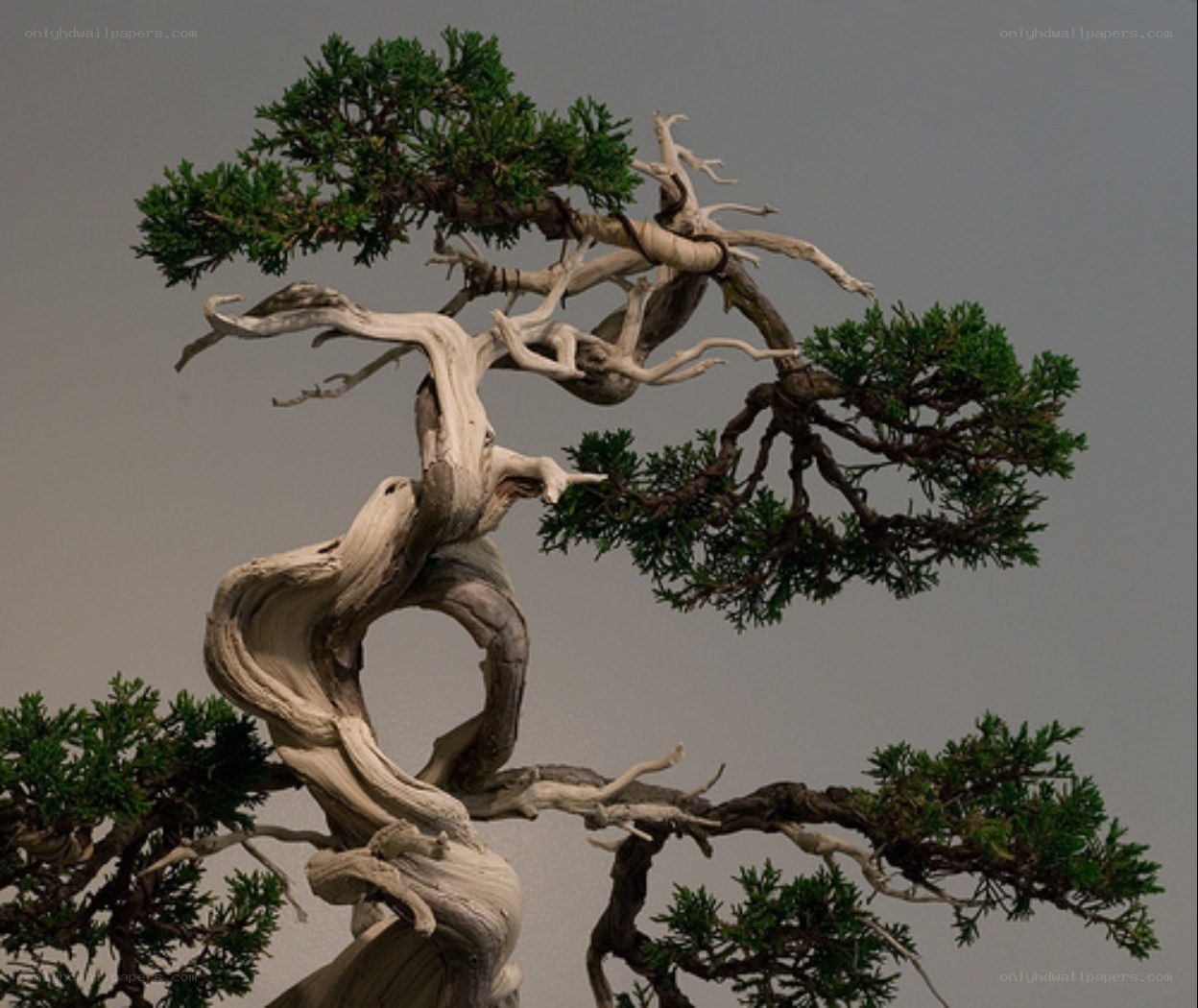 Twisted bonsai tree sculpture