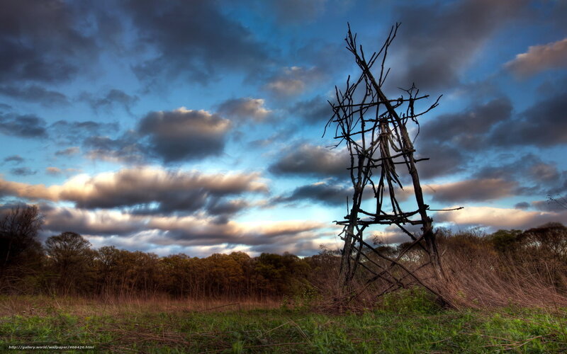 Twisted branch structure in field