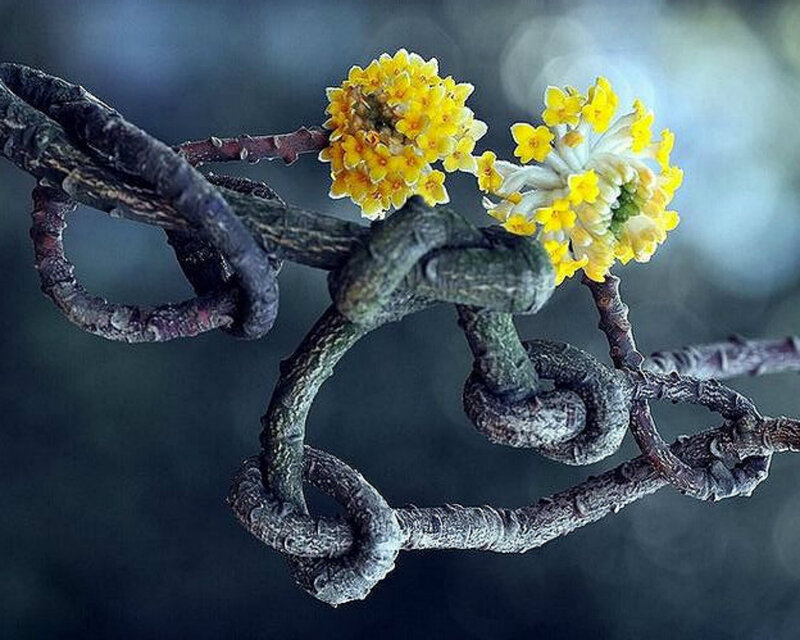 Twisted Branch with Flowers