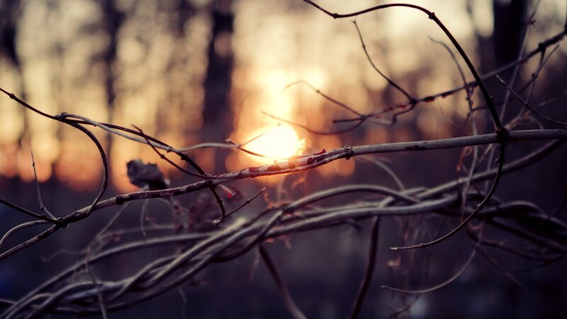 Twisted Branches at Sunset — Brown