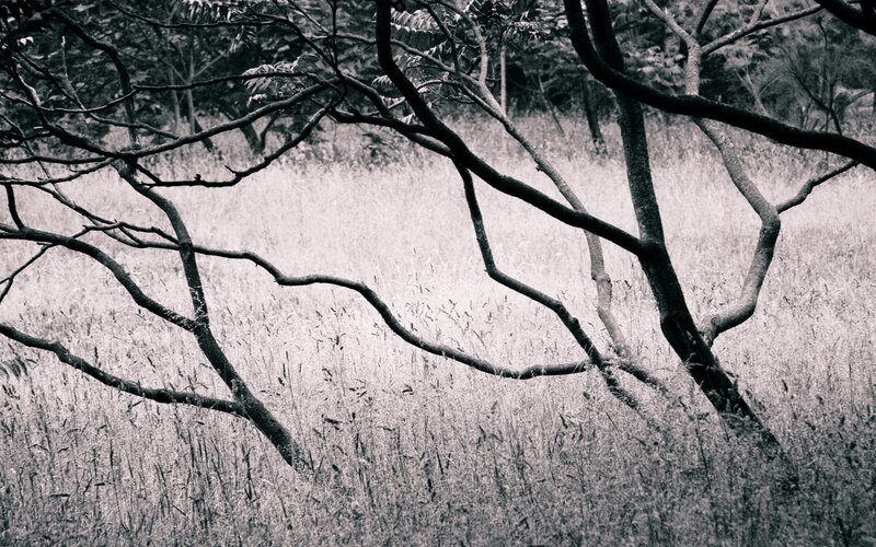 Twisted branches in a field