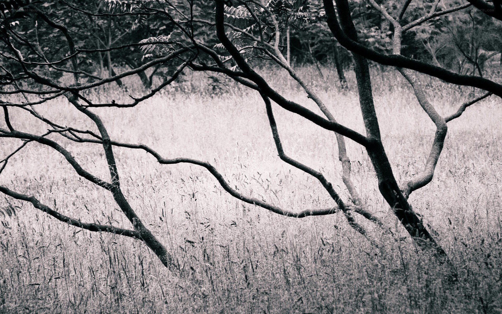 Twisted branches in a field