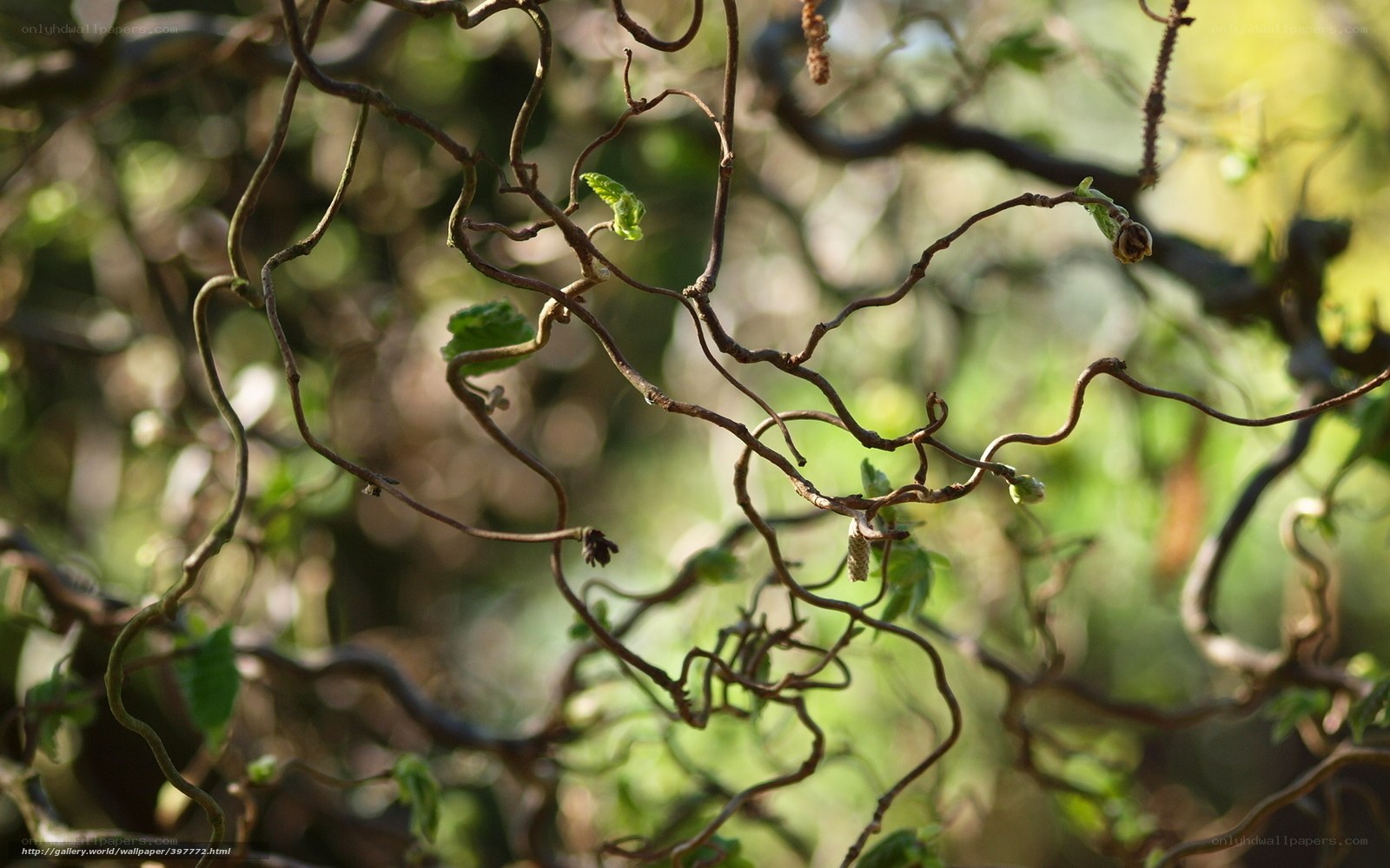 Twisted branches with new leaves