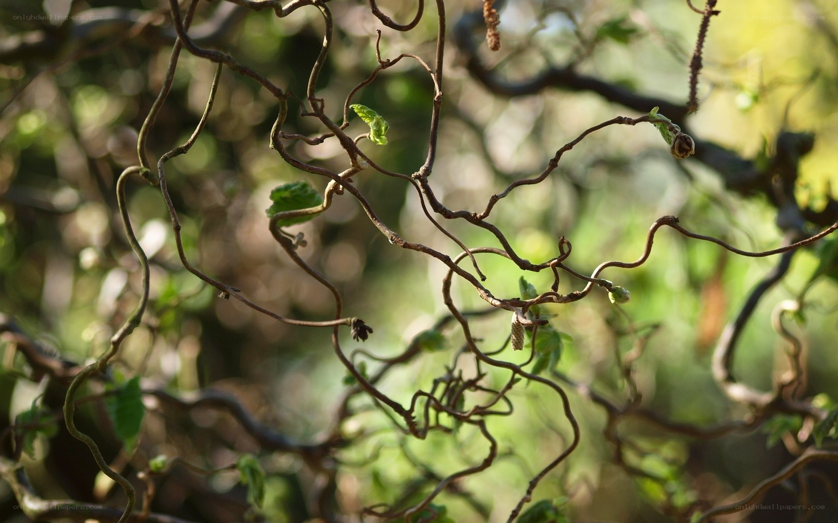 Twisted branches with new leaves