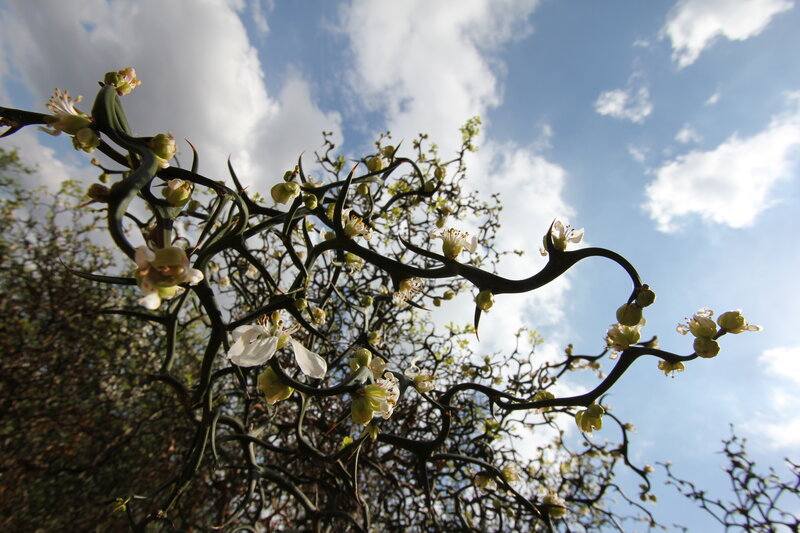 Twisted branches with white flowers