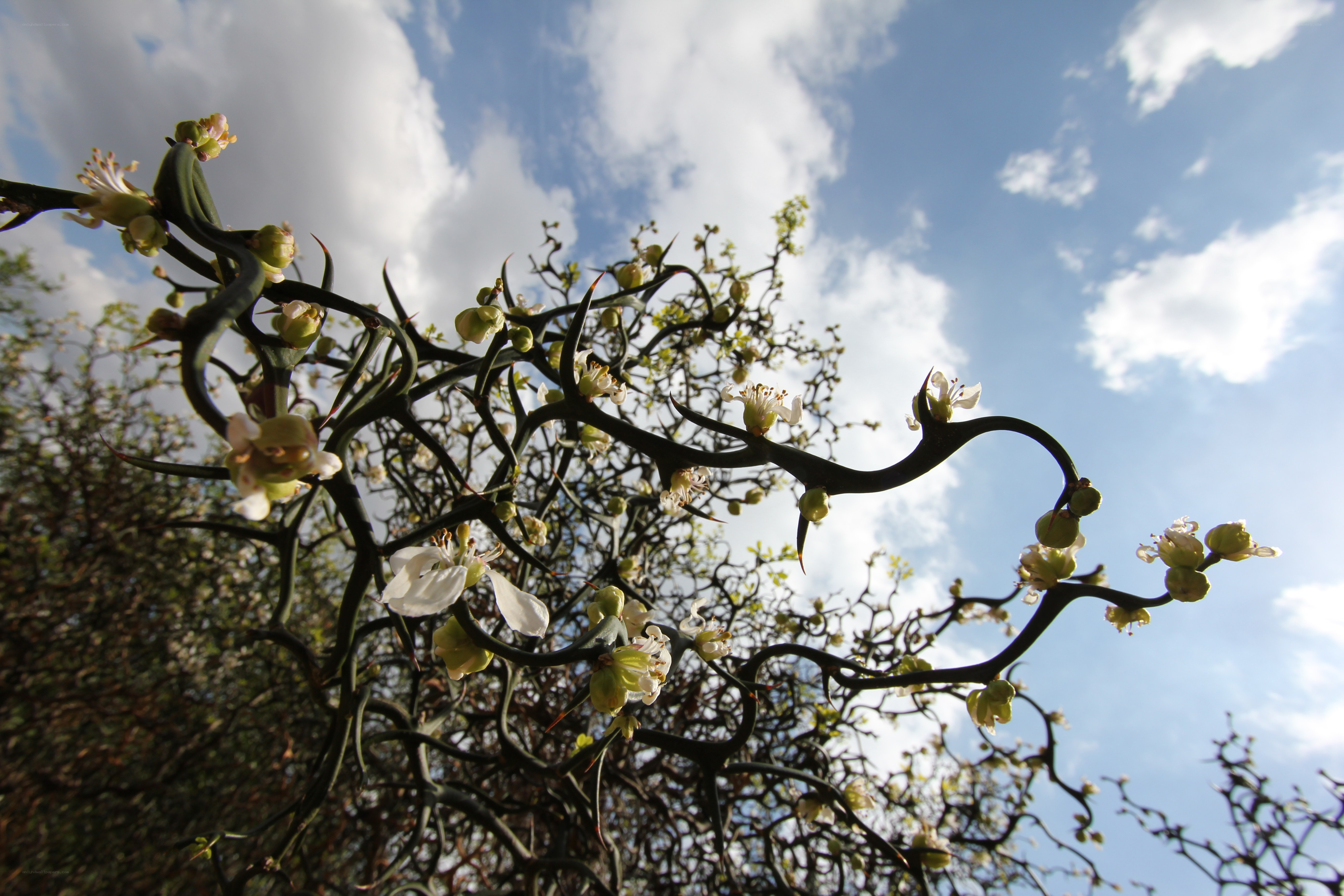 Twisted branches with white flowers